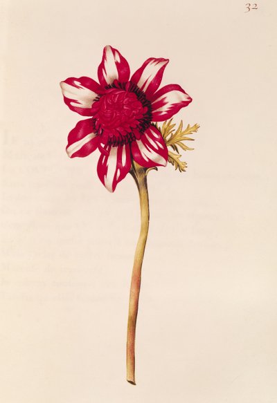 Anemone, from 